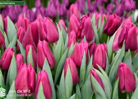 Tulipa Destination ® (3)